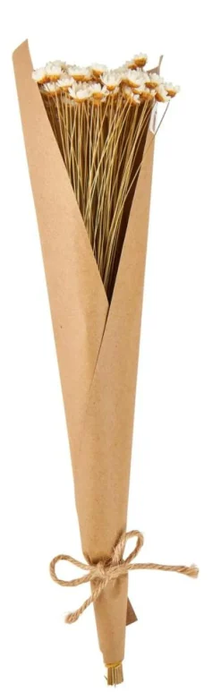 CASA ACTINO Fleurs Séchées Blanc* Fleurs Artificielles