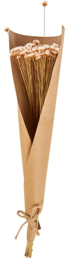 CASA ACTINO Fleurs Séchées Rose* Fleurs Artificielles