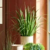 CASA ALLIUM Herbe Ornementale Vert* Plantes Artificielles