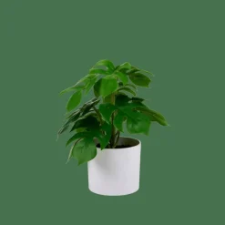 CASA MONSTERA Plante Diverses Couleurs* Plantes Artificielles